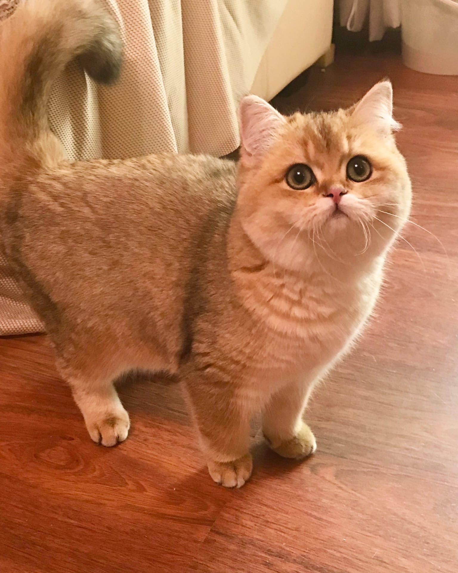 Анита - Имена для девочек - Клички для котов и кошек