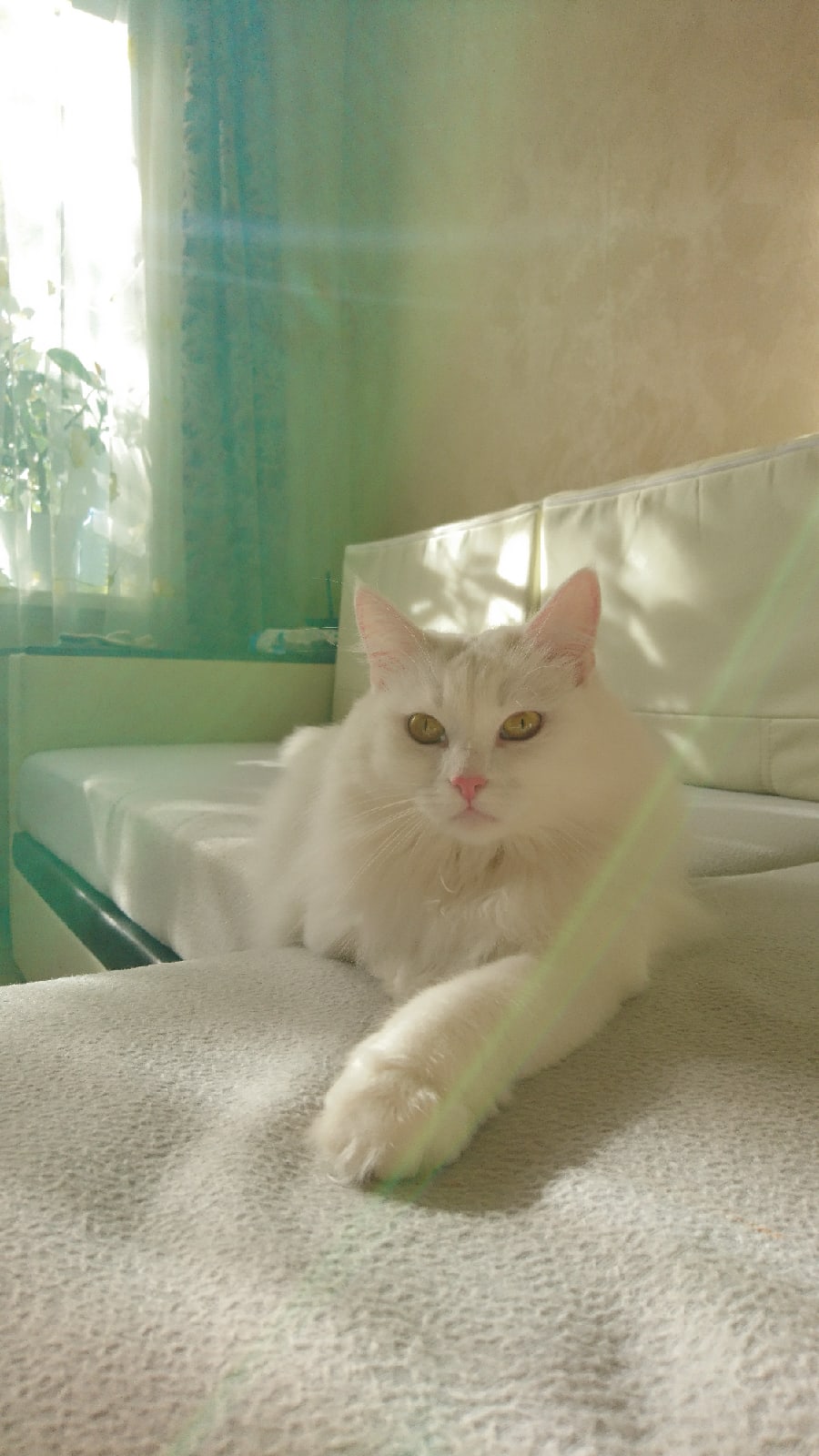 Алекса - Имена для девочек - Клички для котов и кошек