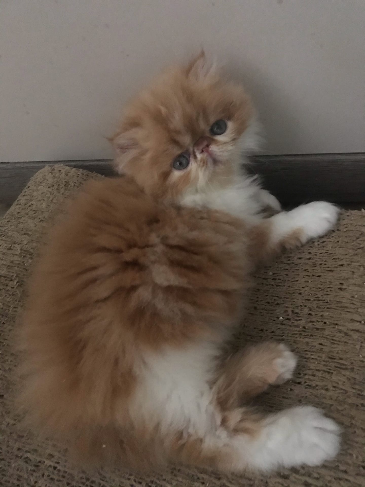 Стэфан - Имена для мальчиков - Клички для котов и кошек