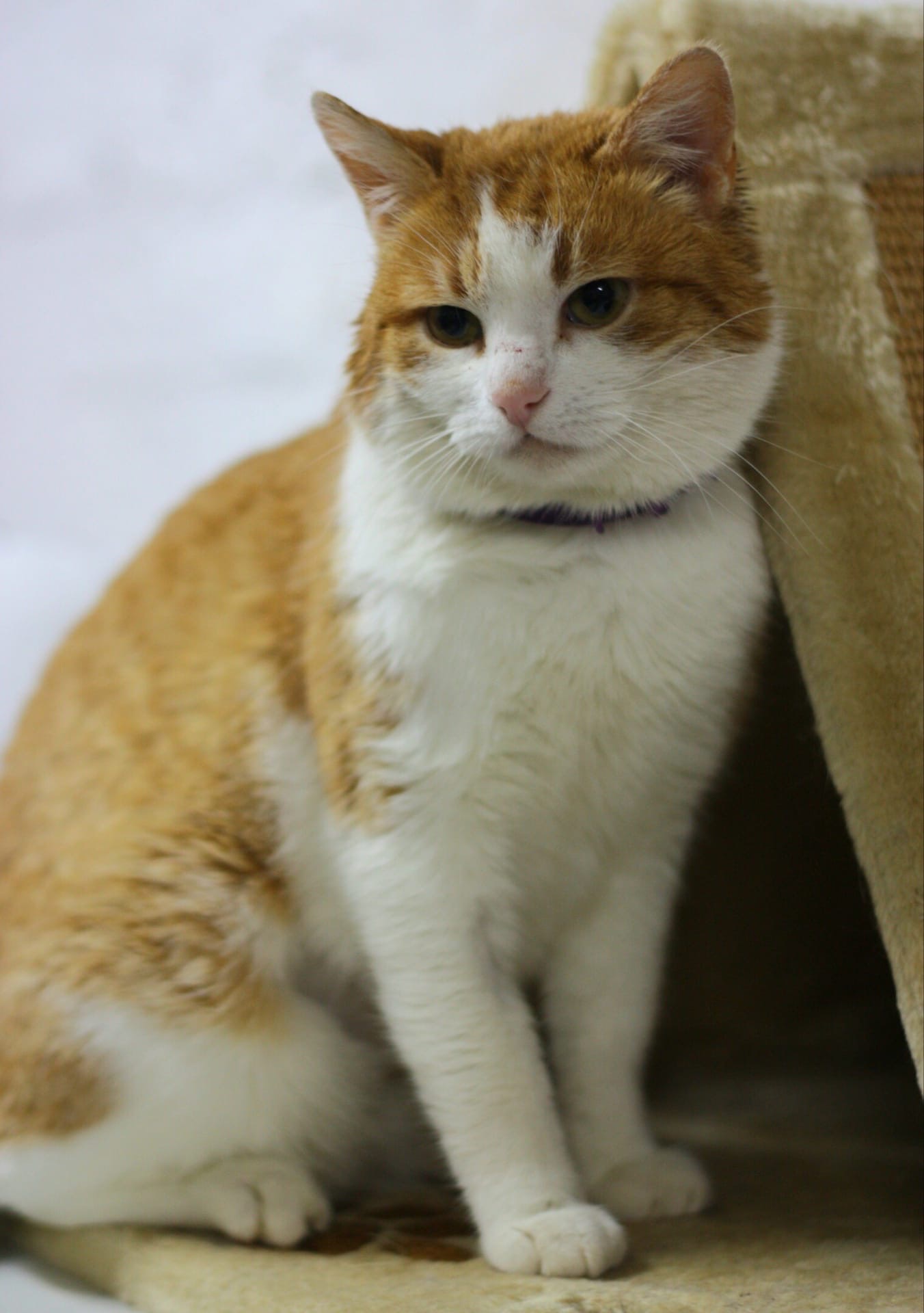 Тигруля - Имена для мальчиков - Клички для котов и кошек