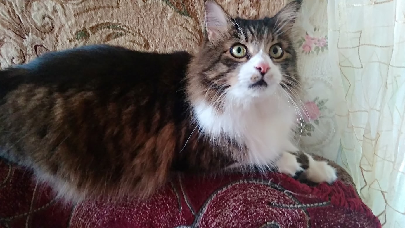 Фантик - Имена для мальчиков - Клички для котов и кошек