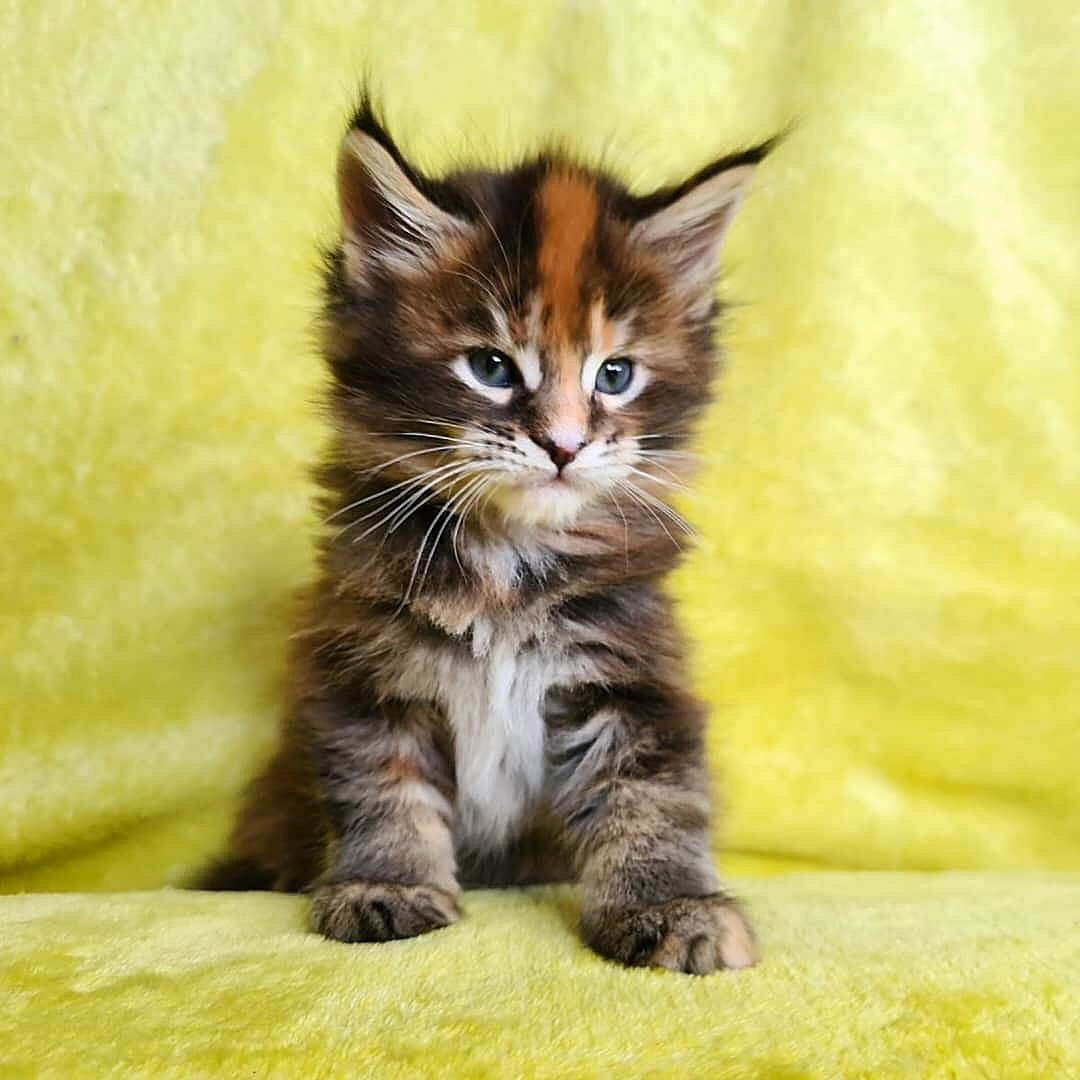 Молли - Имена для девочек - Клички для котов и кошек