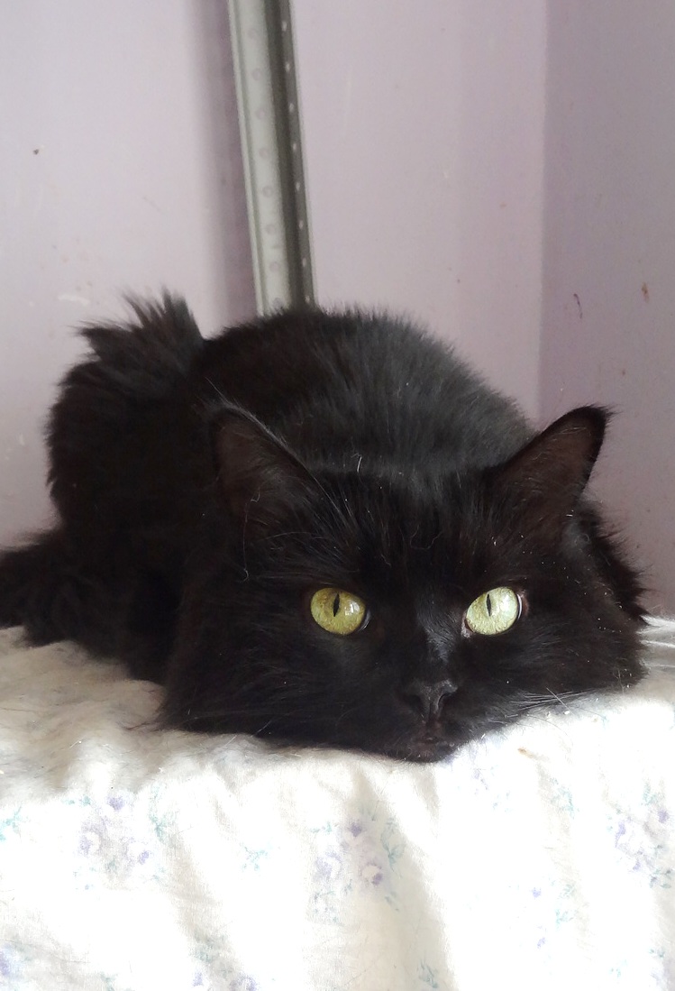 Васса - Имена для девочек - Клички для котов и кошек