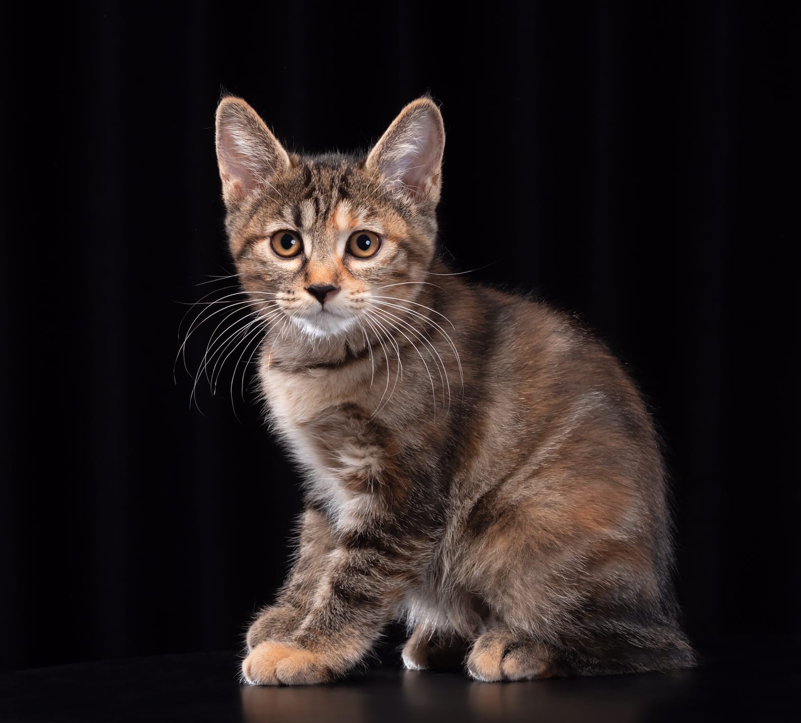 Елея - Имена для девочек - Клички для котов и кошек