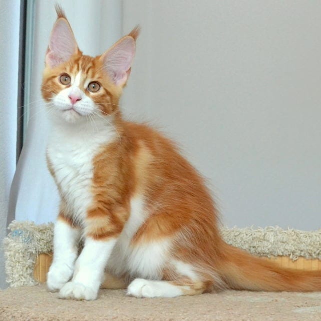 Теона - Имена для девочек - Клички для котов и кошек