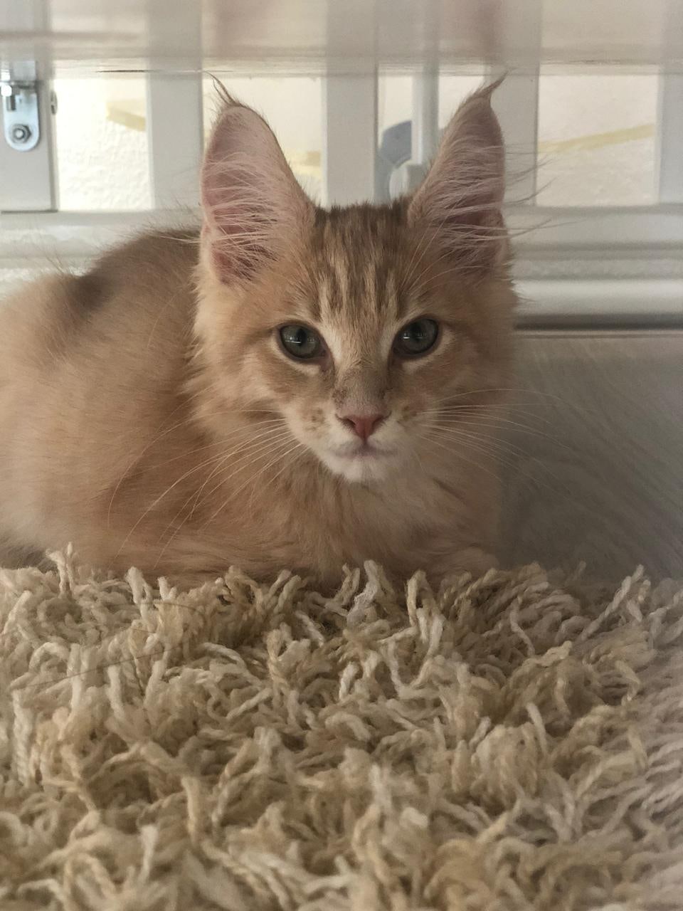 Нолли - Имена для девочек - Клички для котов и кошек