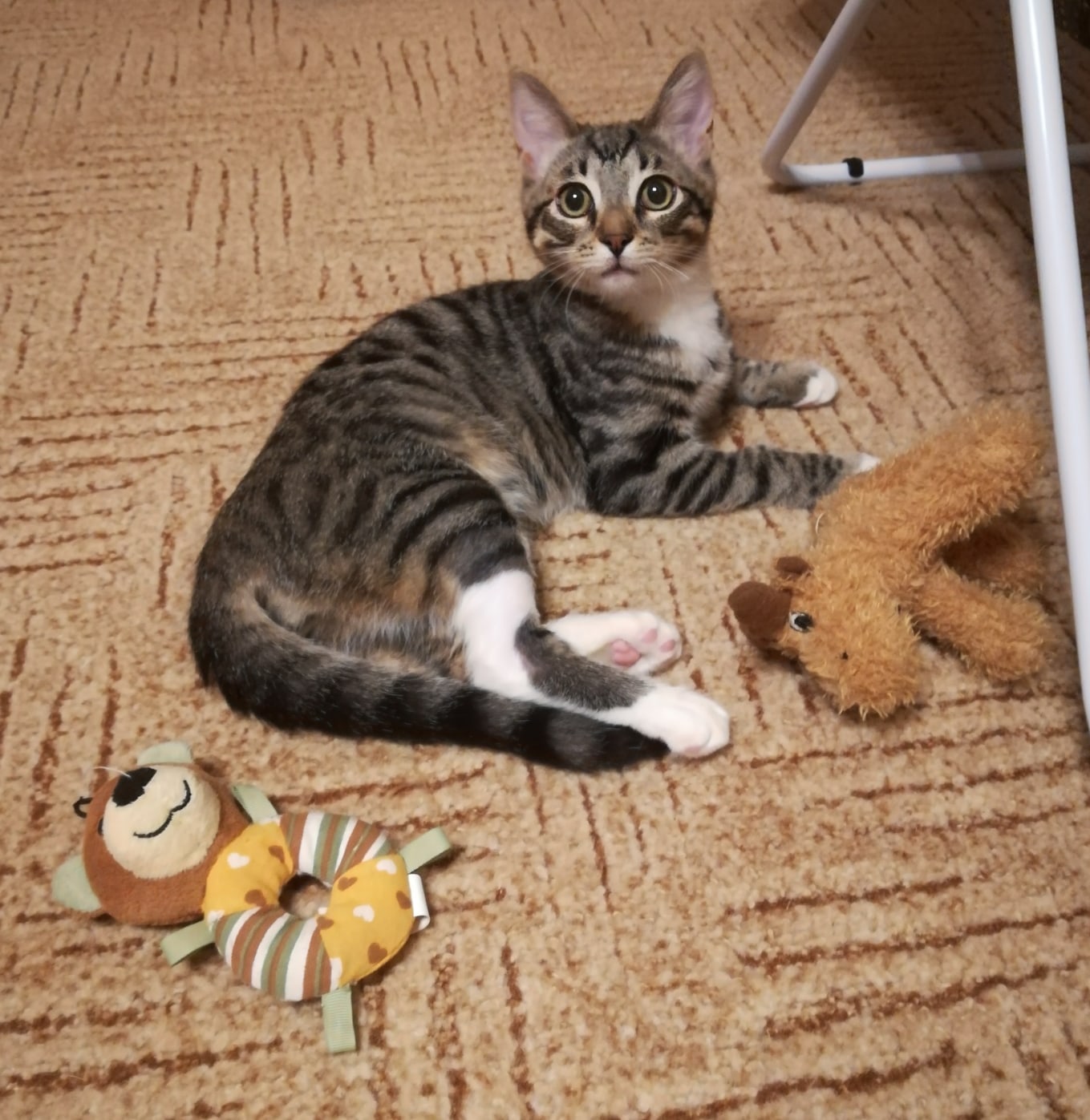 Шпрот - Имена для мальчиков - Клички для котов и кошек