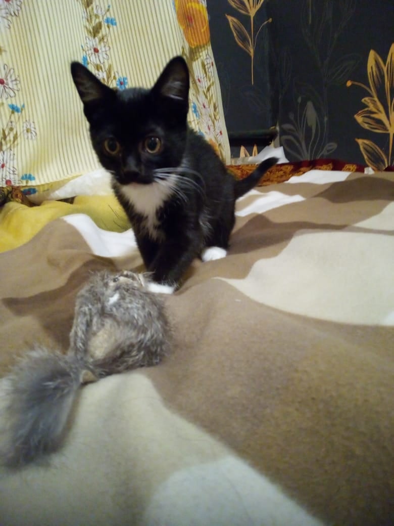 Беня - Имена для мальчиков - Клички для котов и кошек