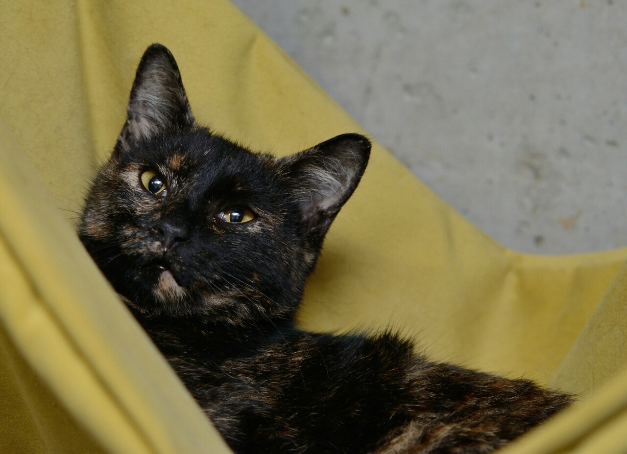 Инди - Имена для девочек - Клички для котов и кошек