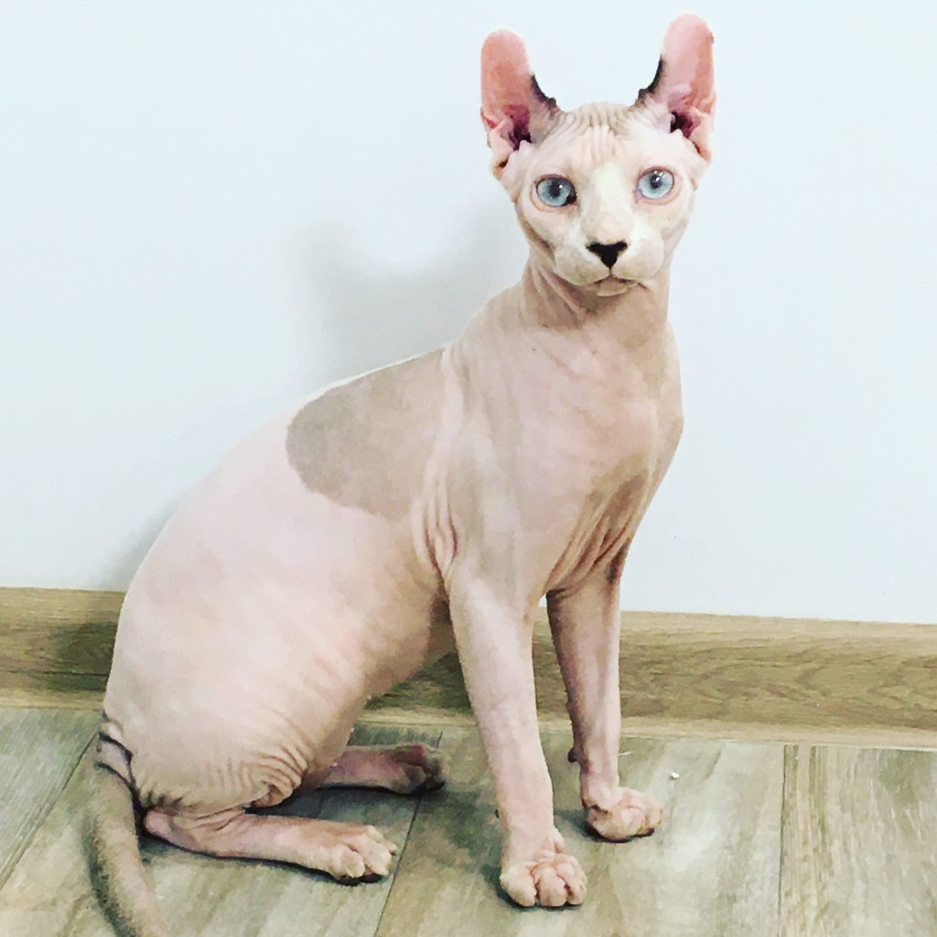 Орфей - Имена для мальчиков - Клички для котов и кошек