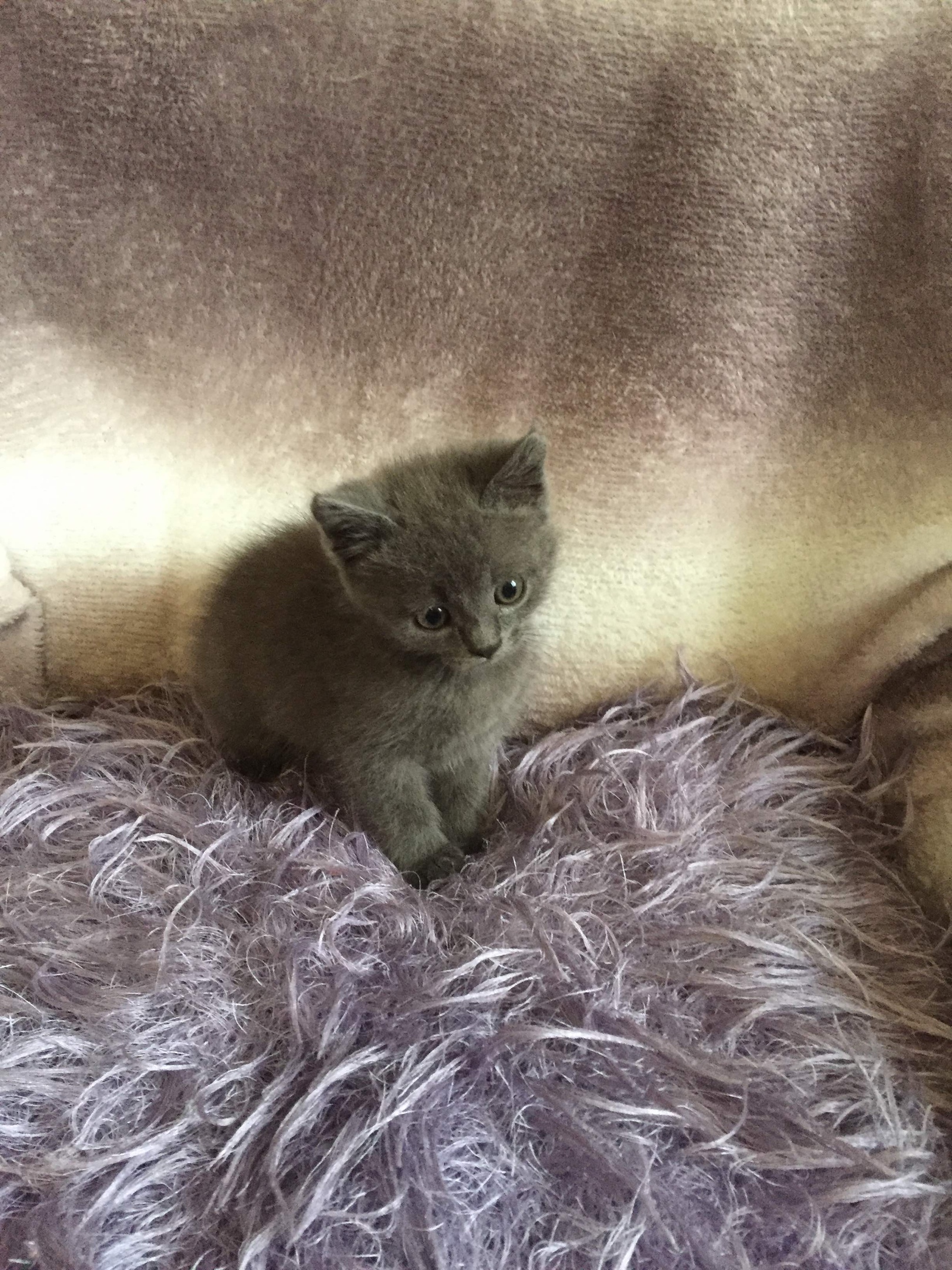 Тучка - Имена для девочек - Клички для котов и кошек