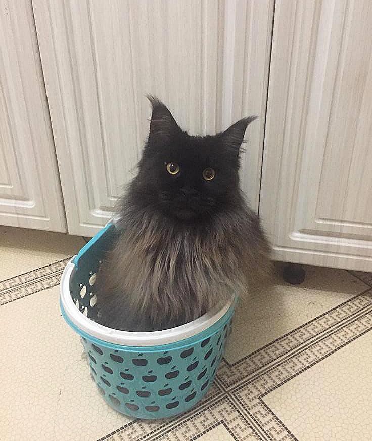 Гелакси - Имена для девочек - Клички для котов и кошек