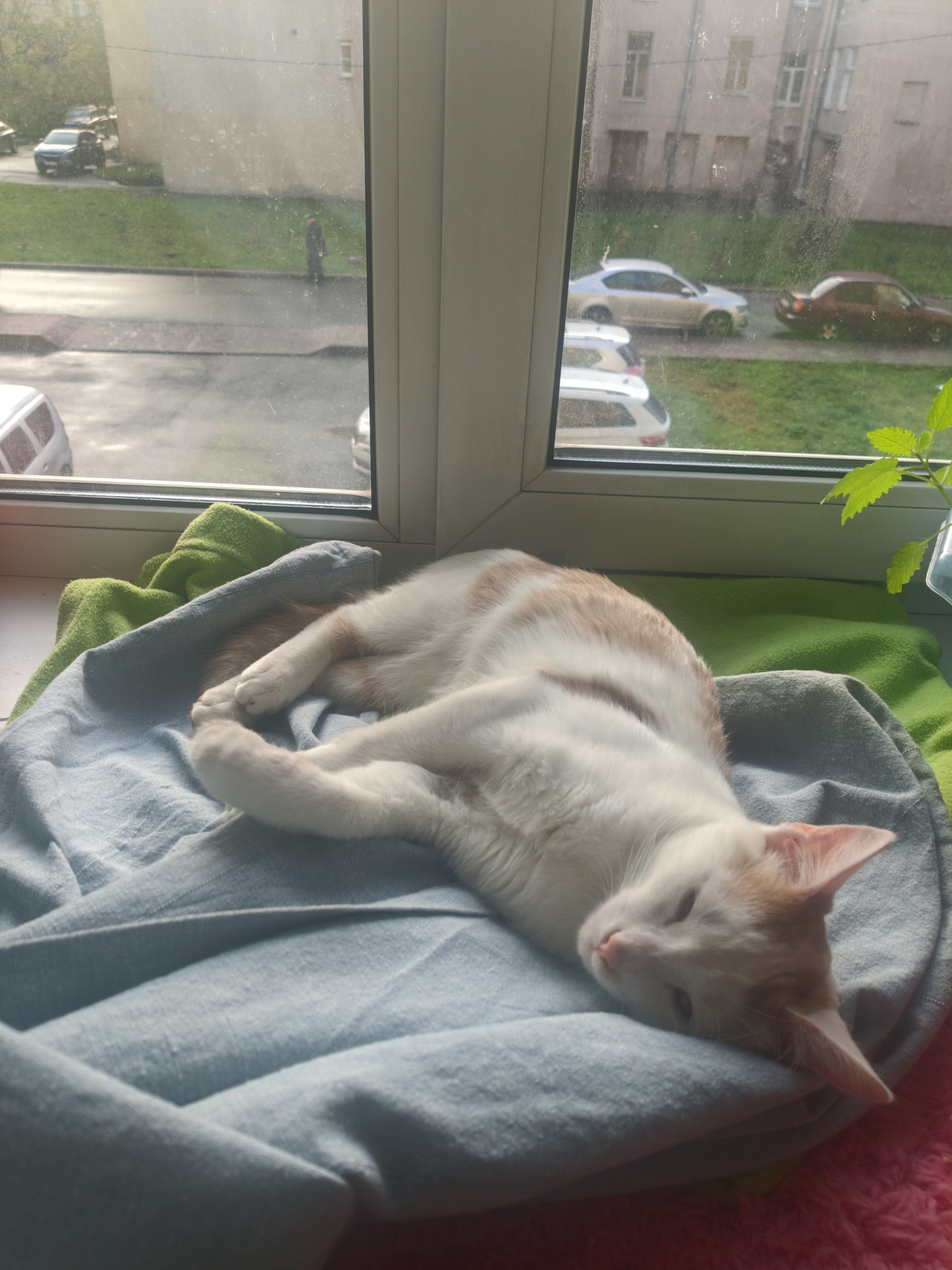 Пломбир - Имена для мальчиков - Клички для котов и кошек