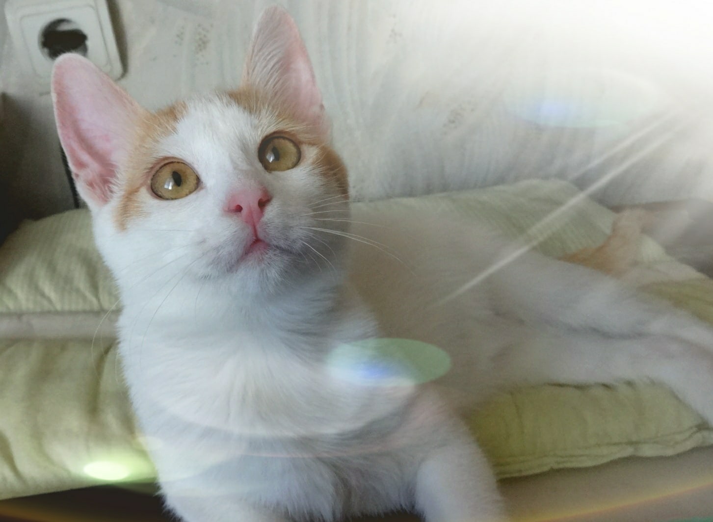 Рич - Имена для мальчиков - Клички для котов и кошек