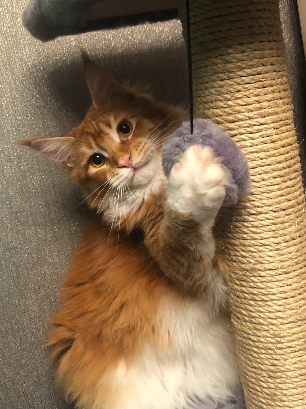 Аскер - Имена для мальчиков - Клички для котов и кошек