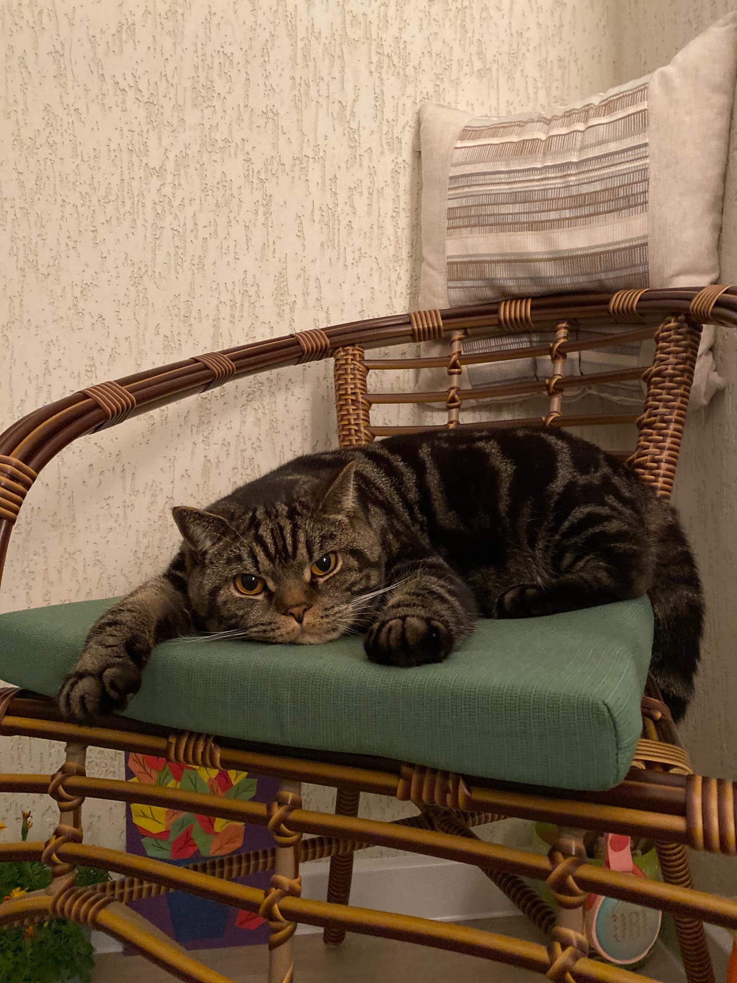 Джаник - Имена для мальчиков - Клички для котов и кошек