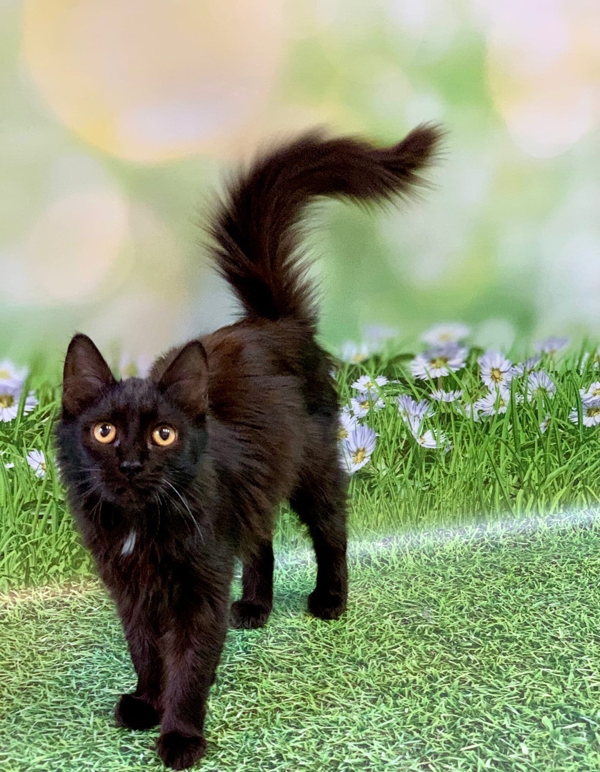 Агата - Имена для девочек - Клички для котов и кошек