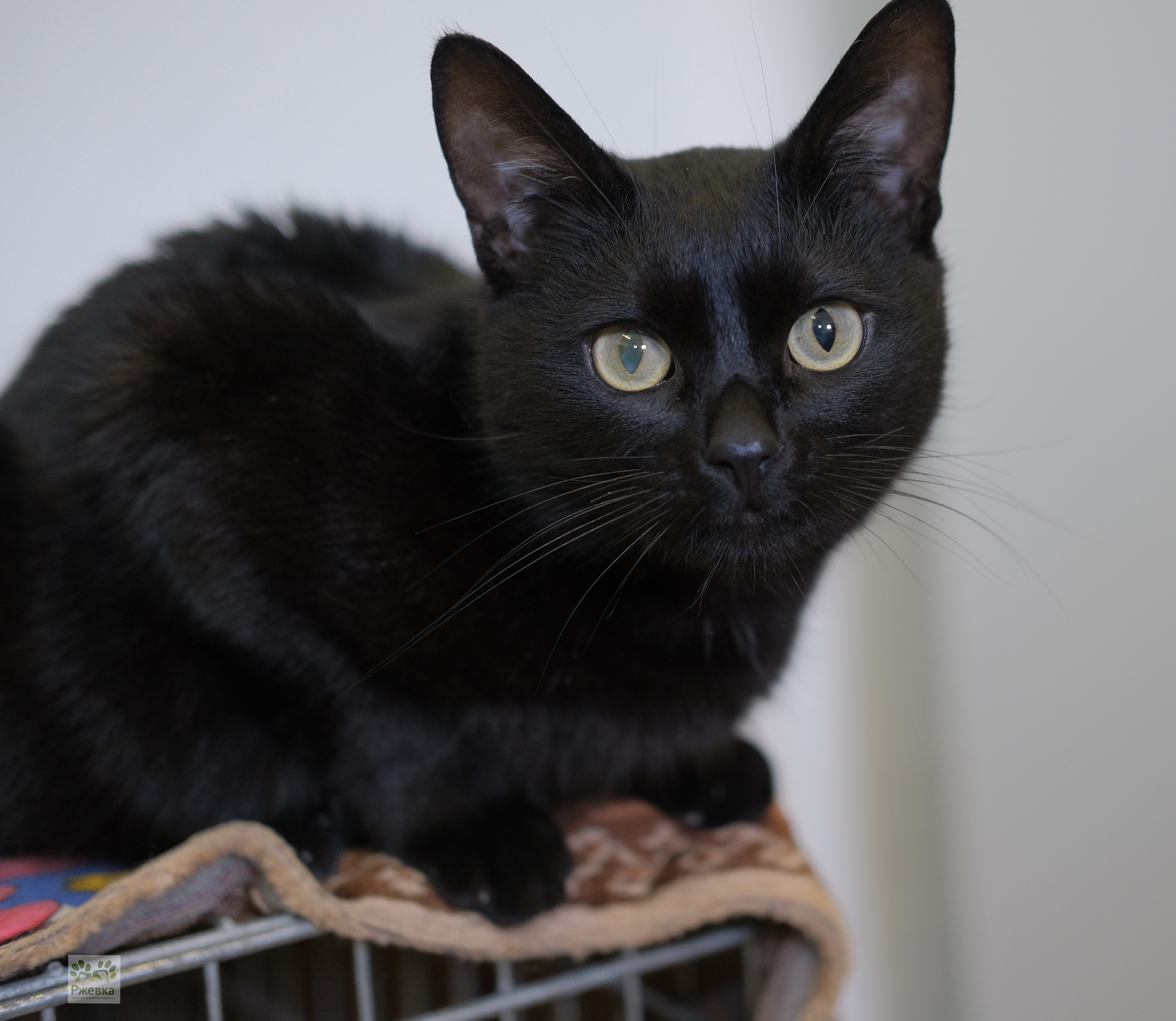 Черныш - Имена для мальчиков - Клички для котов и кошек