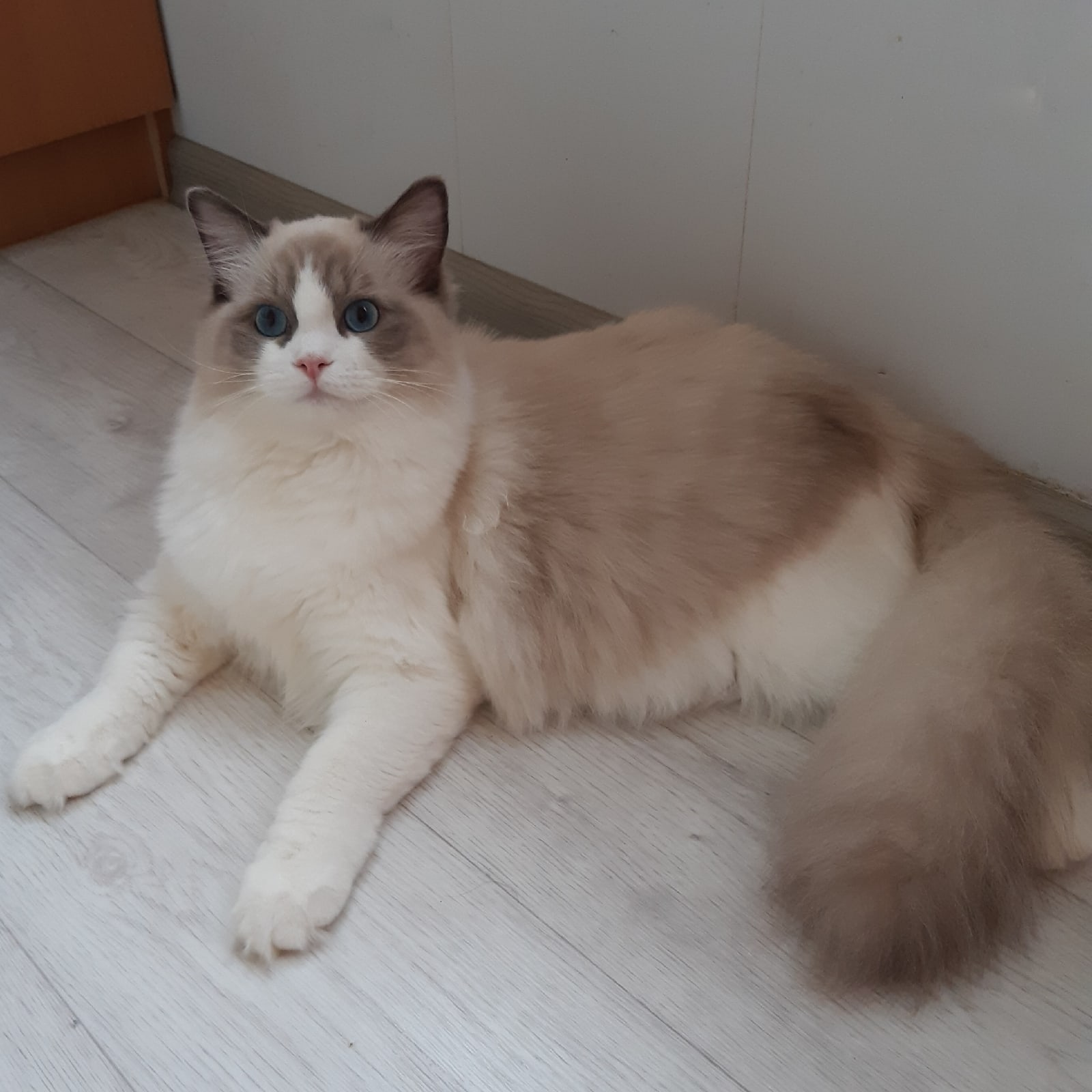 Тэффи - Имена для девочек - Клички для котов и кошек