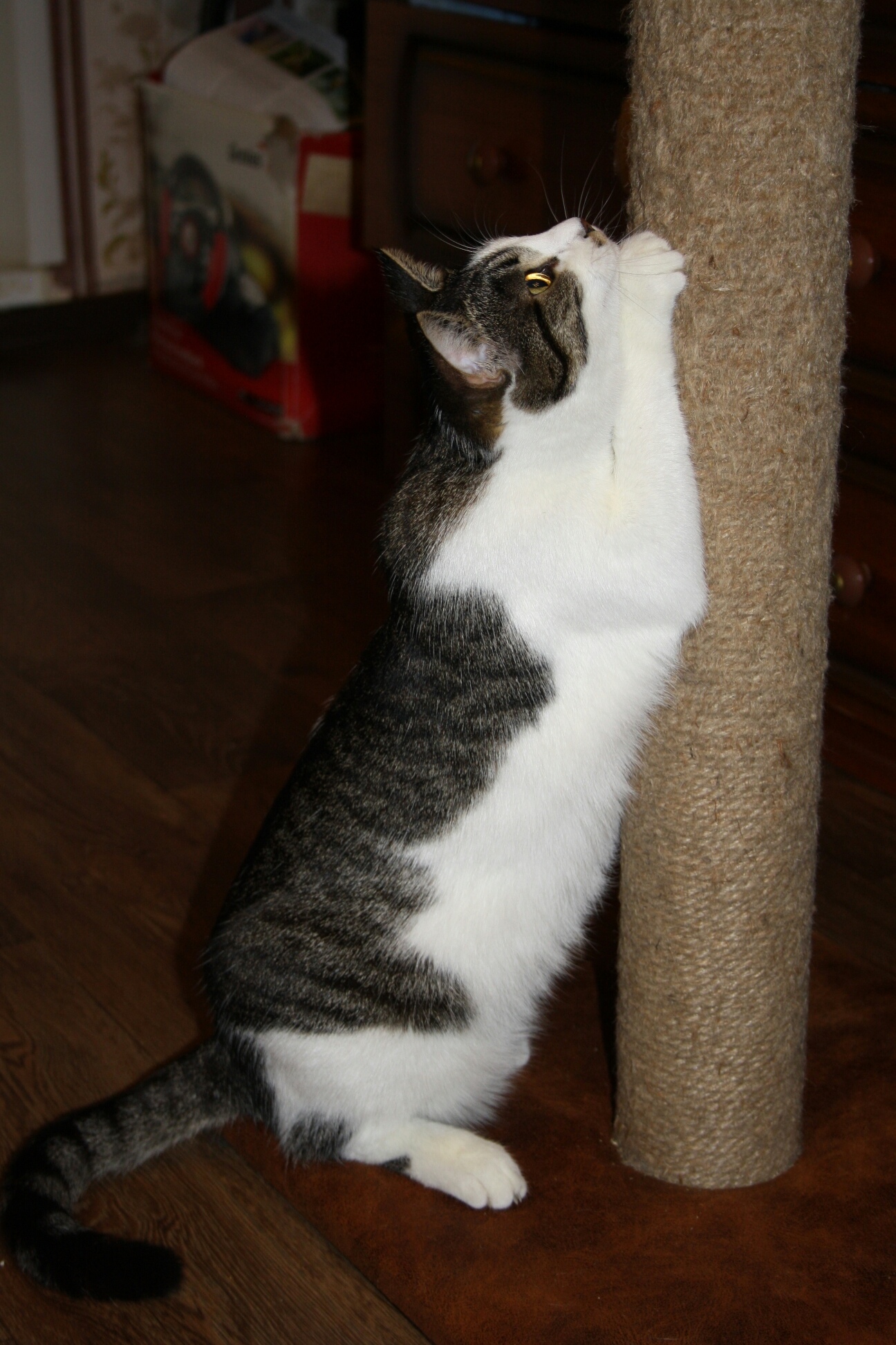 Хаси - Имена для девочек - Клички для котов и кошек