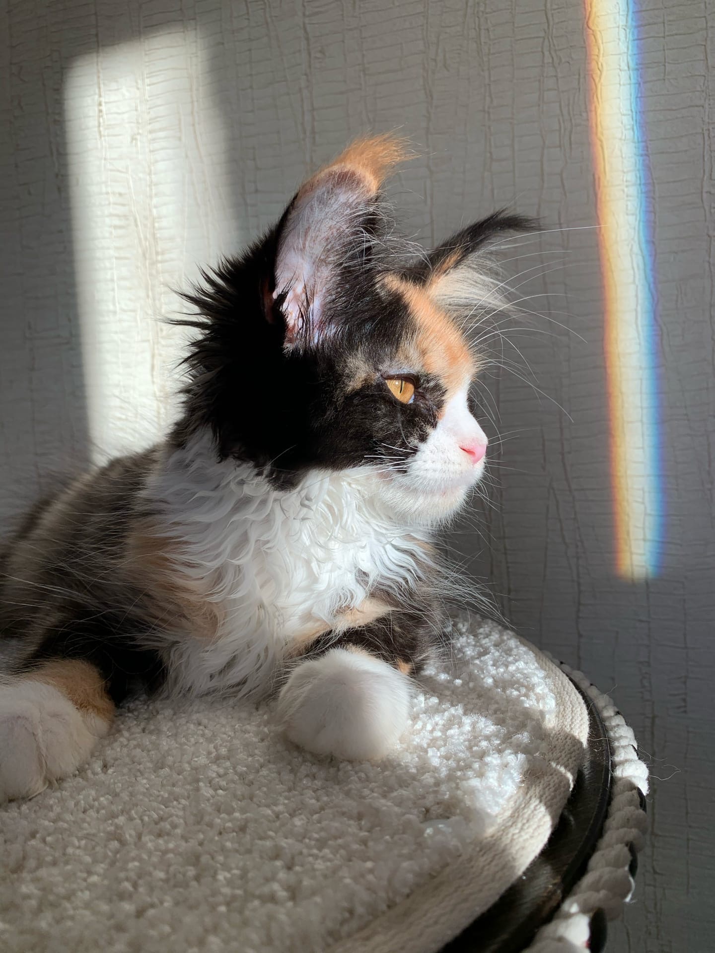 Бона - Имена для девочек - Клички для котов и кошек