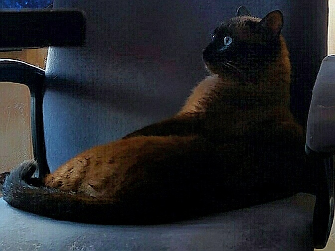 Линден - Имена для мальчиков - Клички для котов и кошек