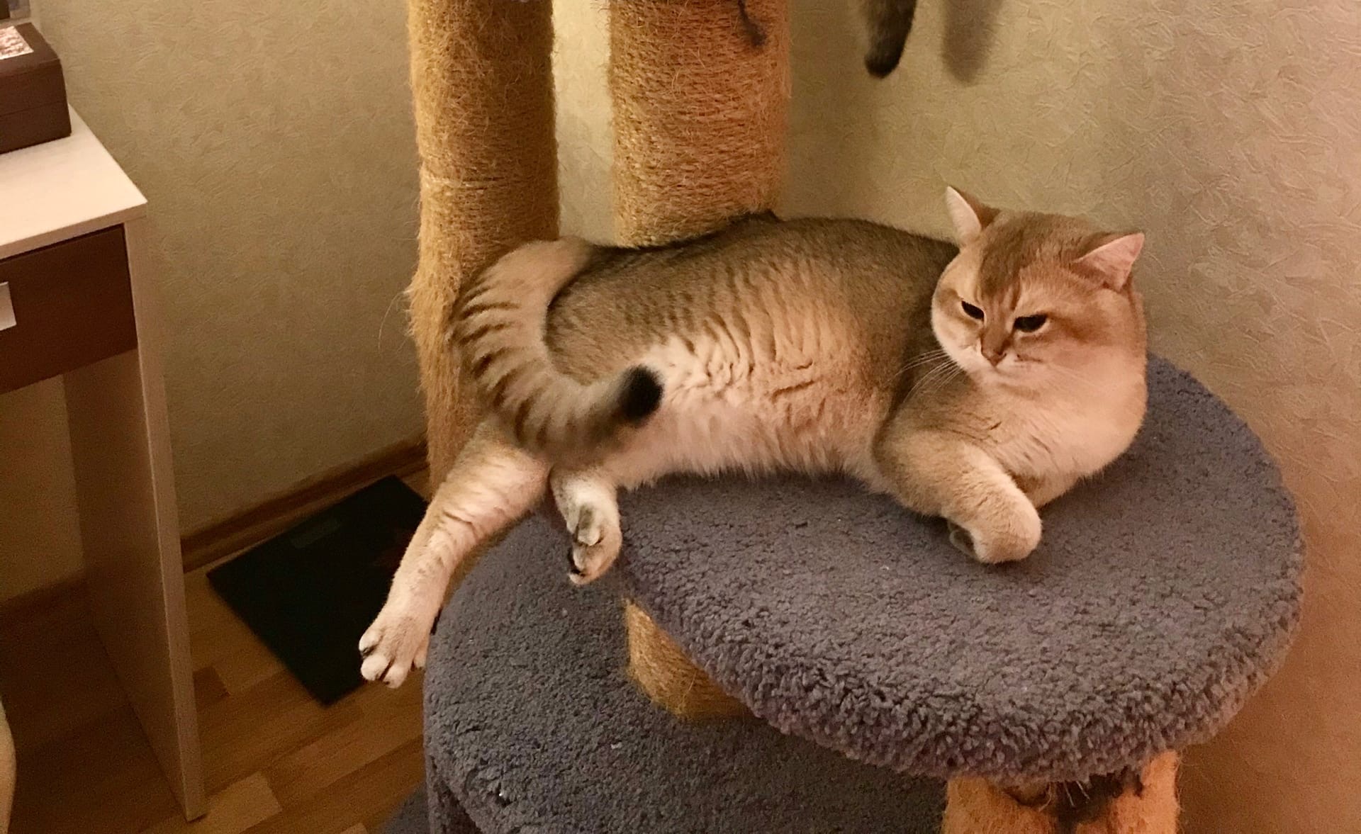 Булат - Имена для мальчиков - Клички для котов и кошек