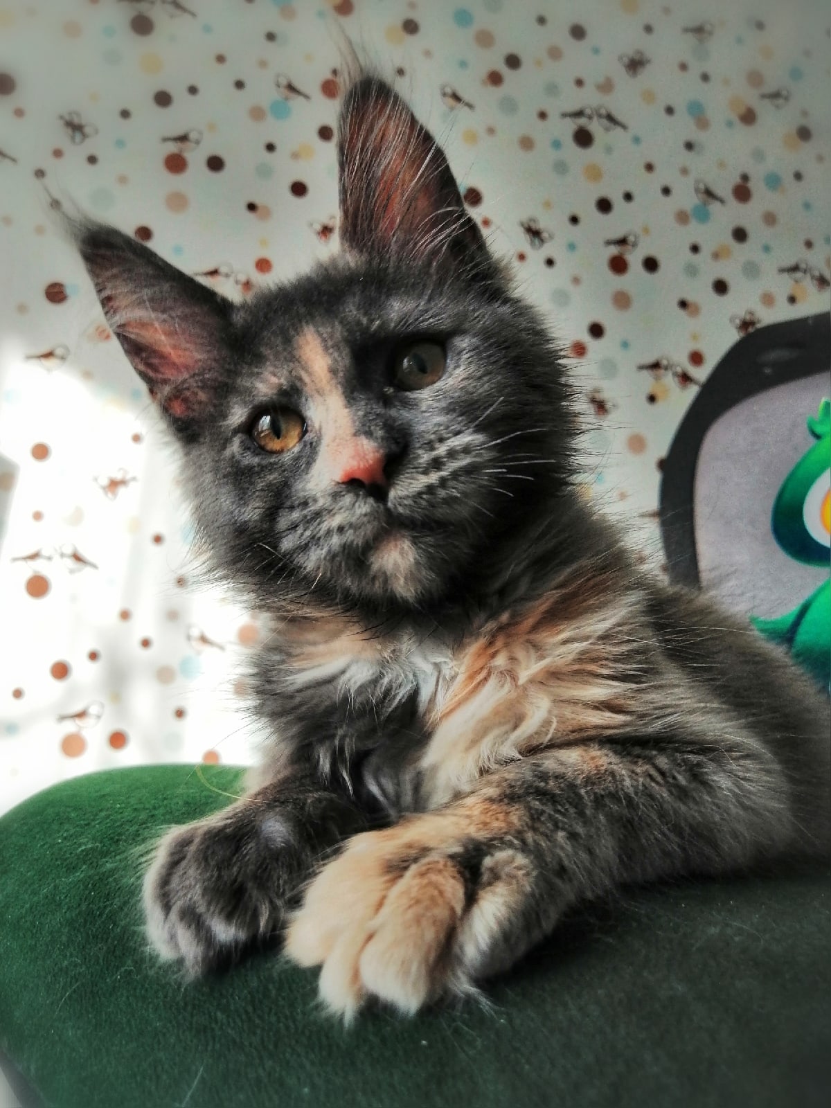 Женя - Имена для девочек - Клички для котов и кошек