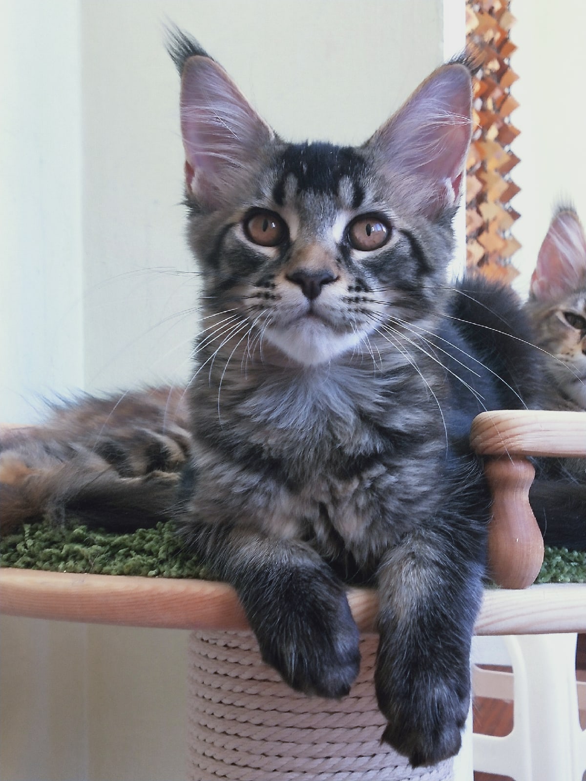 Клаус - Имена для мальчиков - Клички для котов и кошек