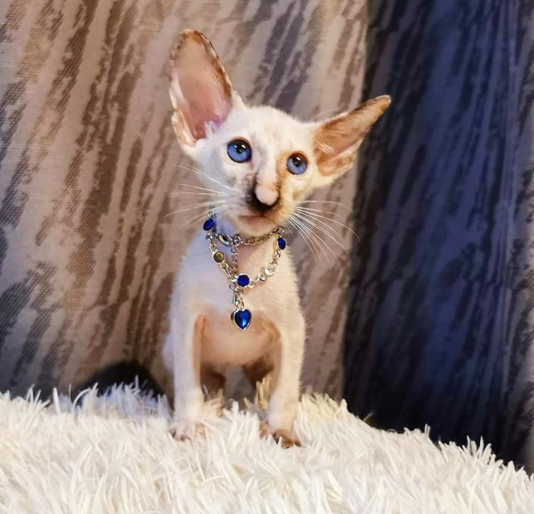 Ори - Имена для девочек - Клички для котов и кошек