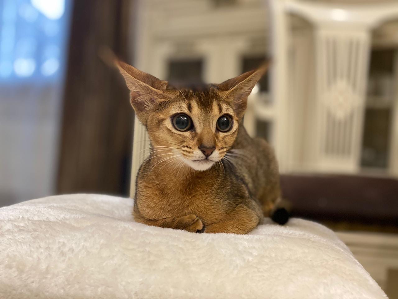 Лэсси - Имена для девочек - Клички для котов и кошек