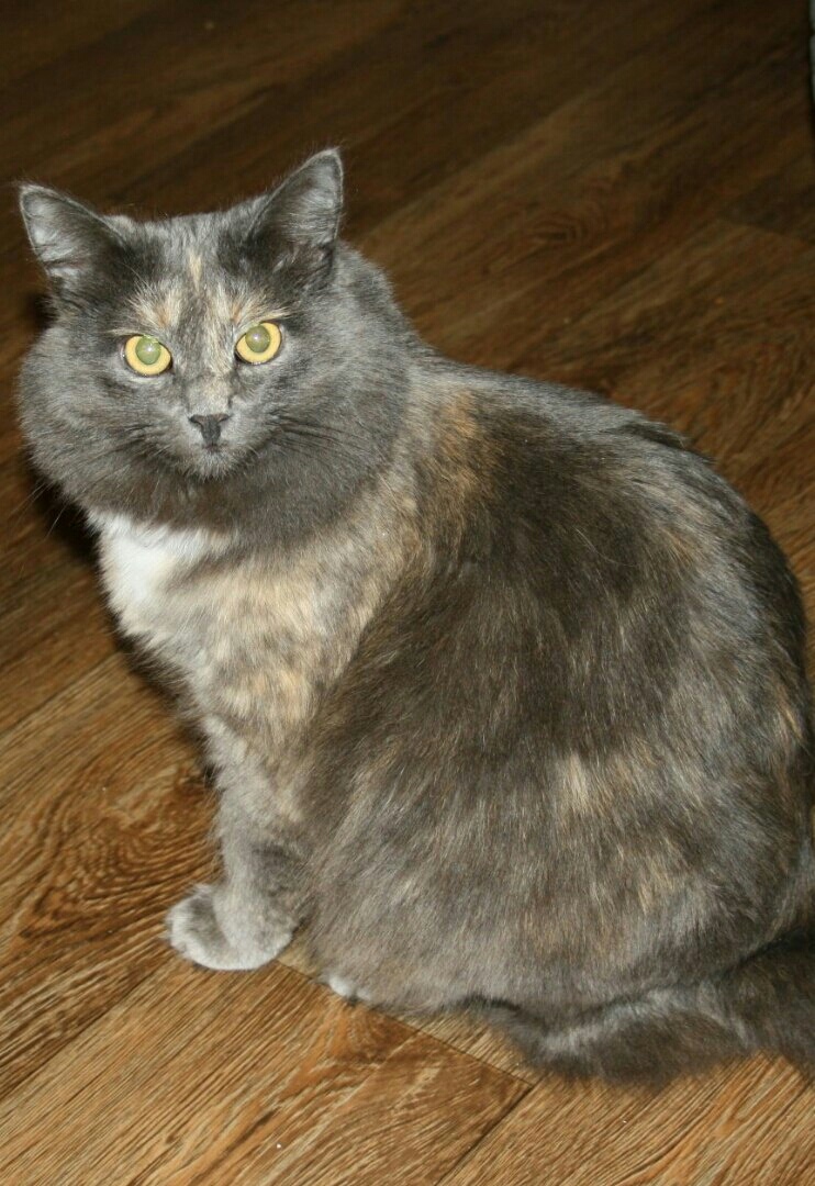 Джулли - Имена для девочек - Клички для котов и кошек