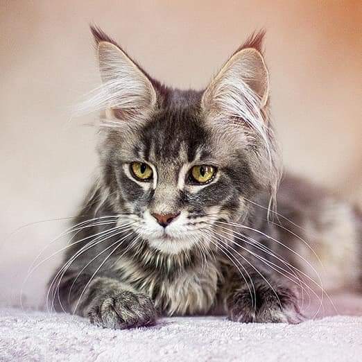 Джуди - Имена для девочек - Клички для котов и кошек