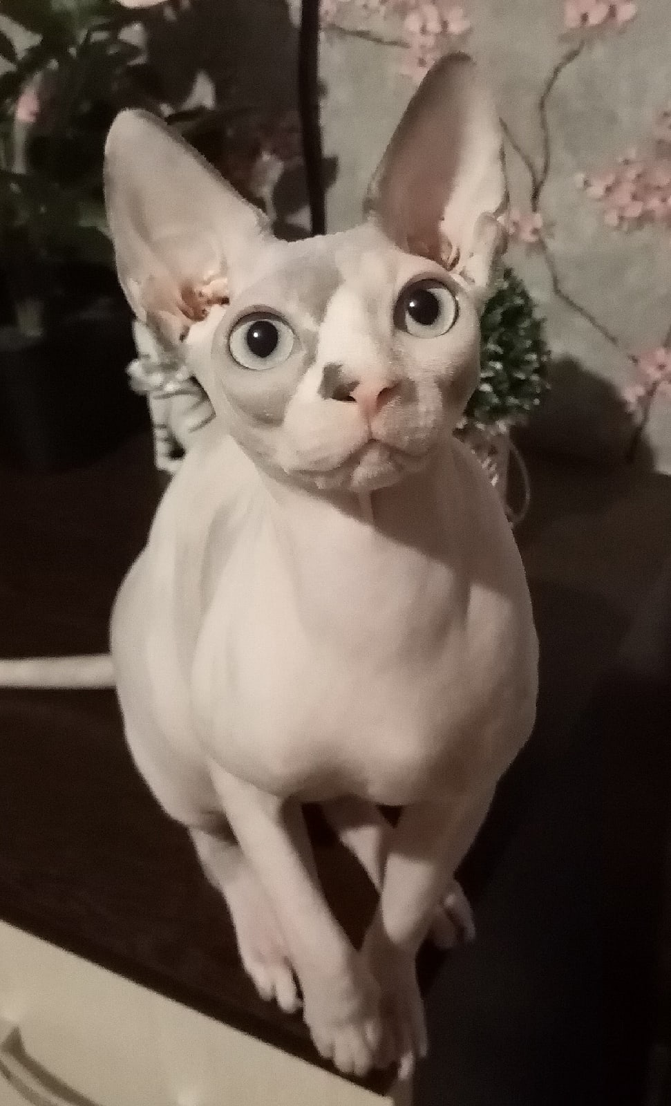 Марта - Имена для девочек - Клички для котов и кошек