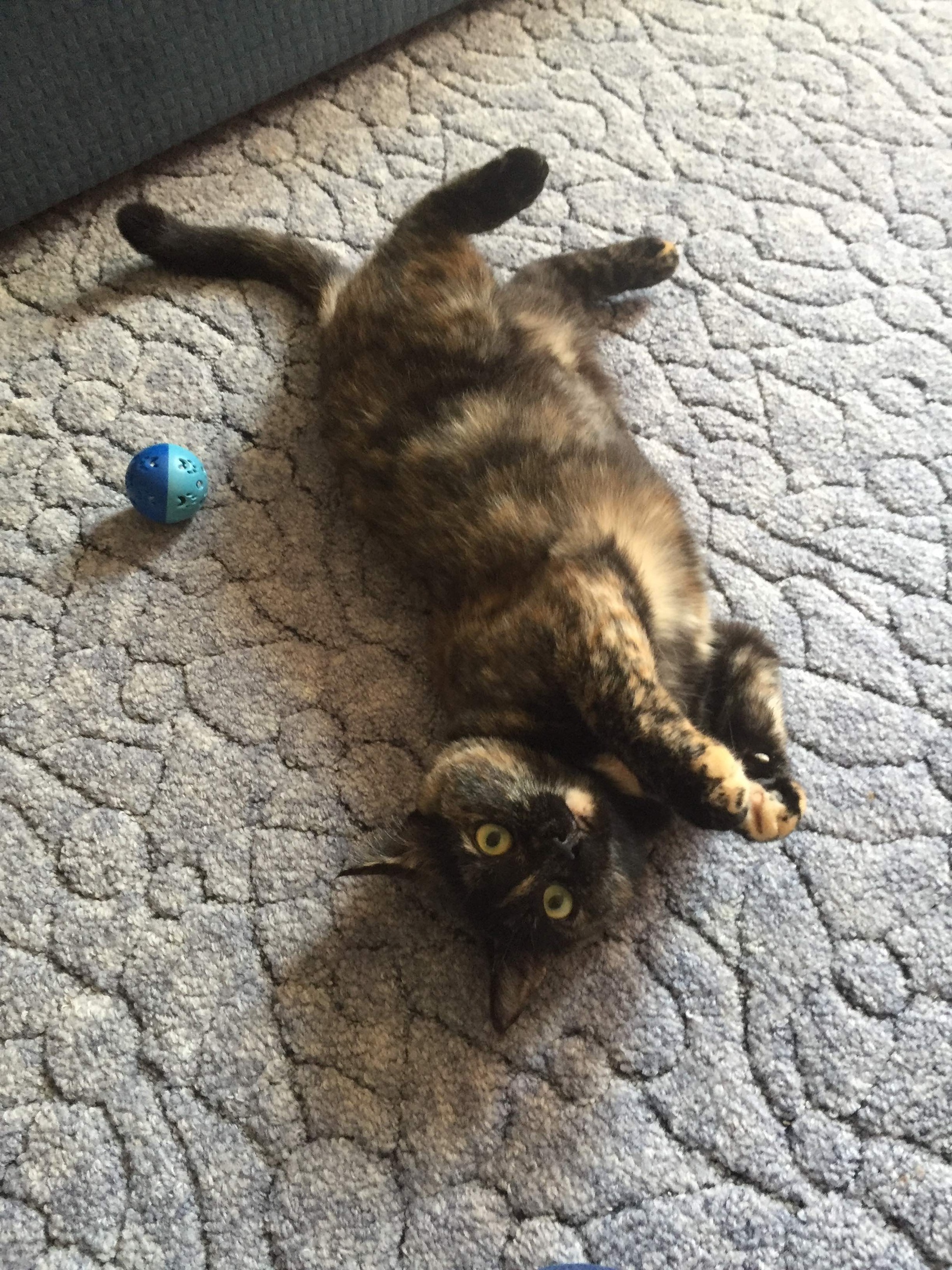 Сальма - Имена для девочек - Клички для котов и кошек