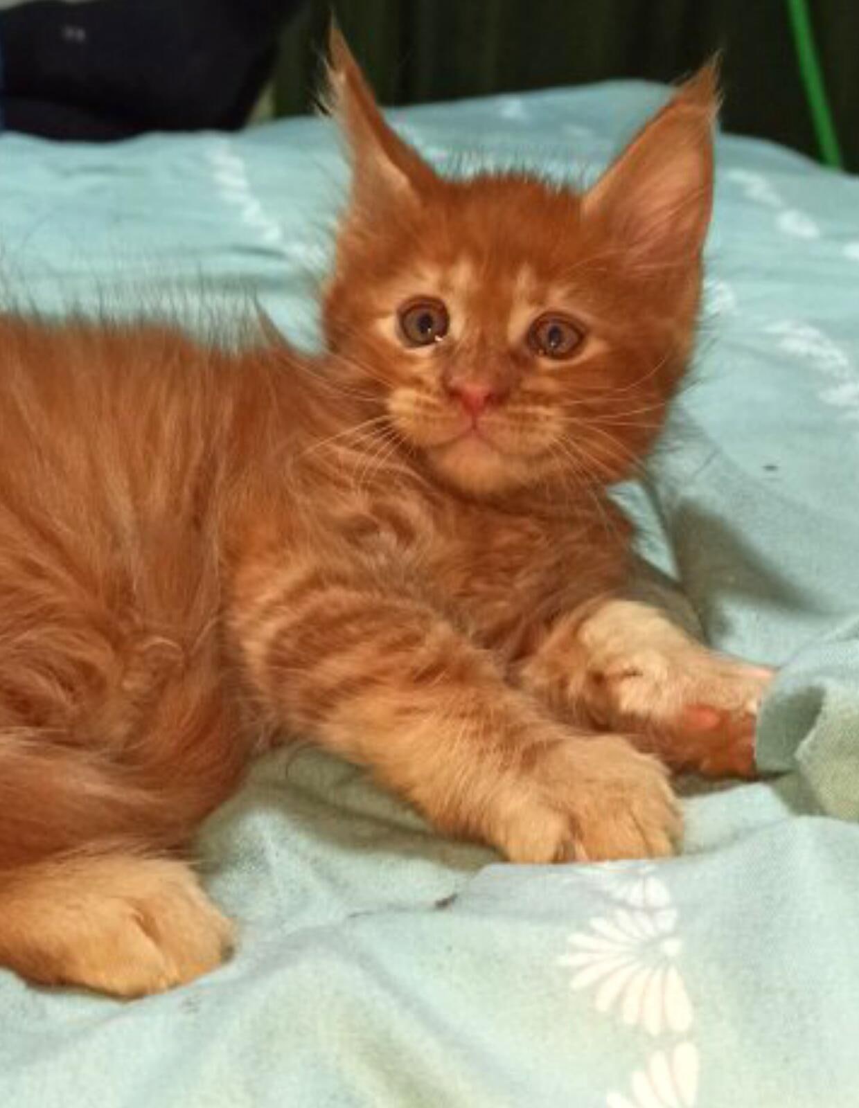 Капрал - Имена для мальчиков - Клички для котов и кошек