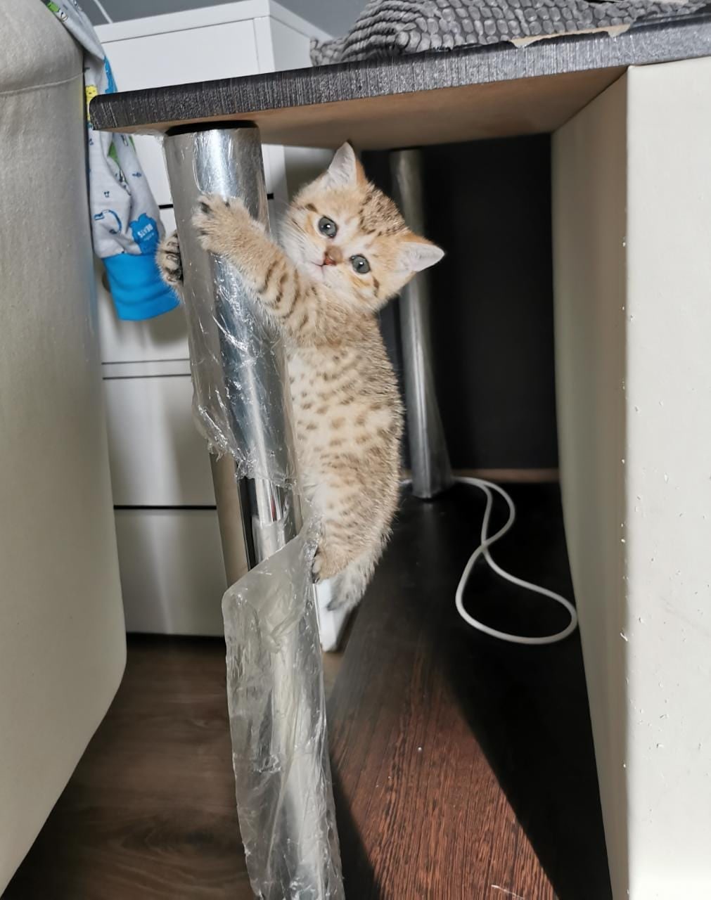 Даффи - Имена для девочек - Клички для котов и кошек