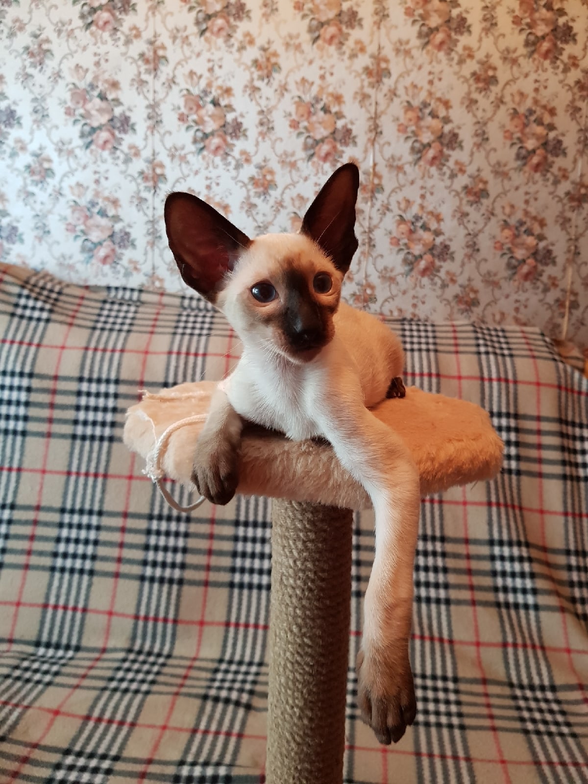 Роликс - Имена для мальчиков - Клички для котов и кошек