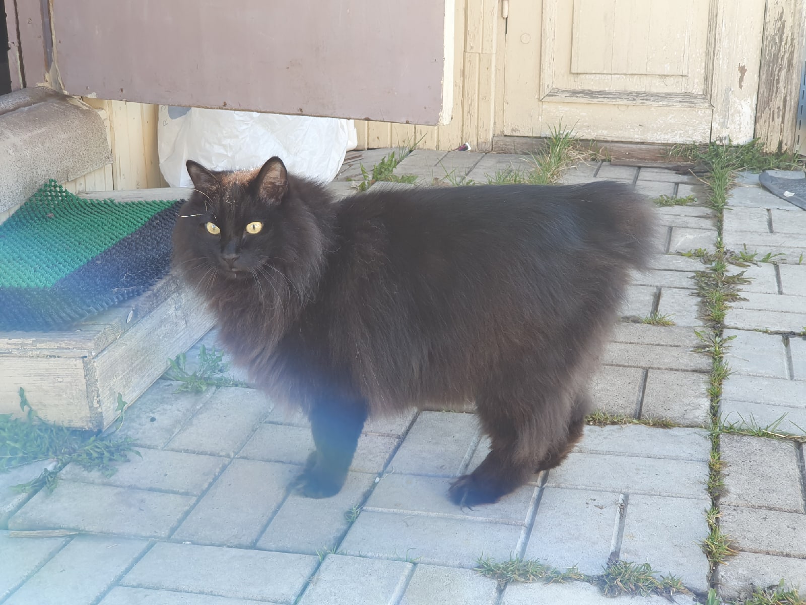 Сангел - Имена для мальчиков - Клички для котов и кошек