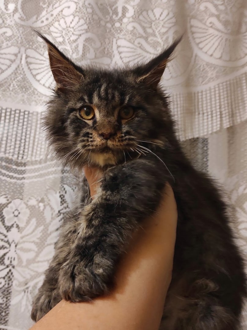 Калиф - Имена для мальчиков - Клички для котов и кошек