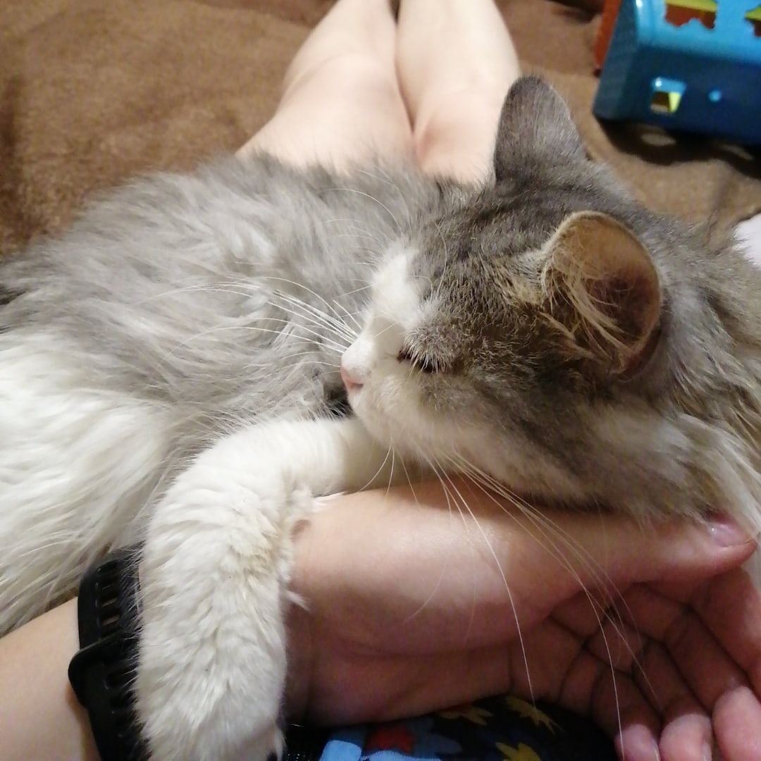 Винни - Имена для девочек - Клички для котов и кошек