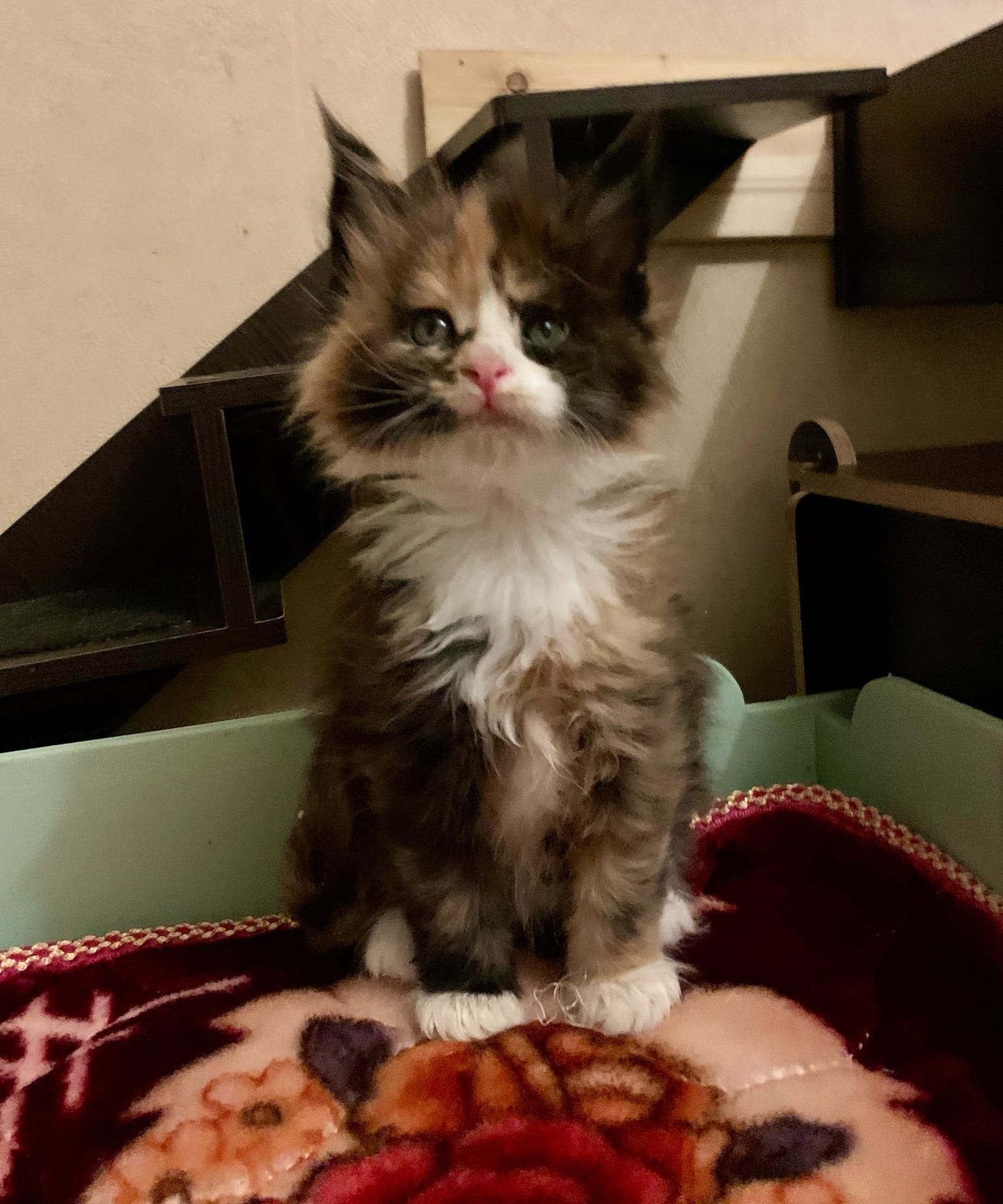 Фефа - Имена для девочек - Клички для котов и кошек