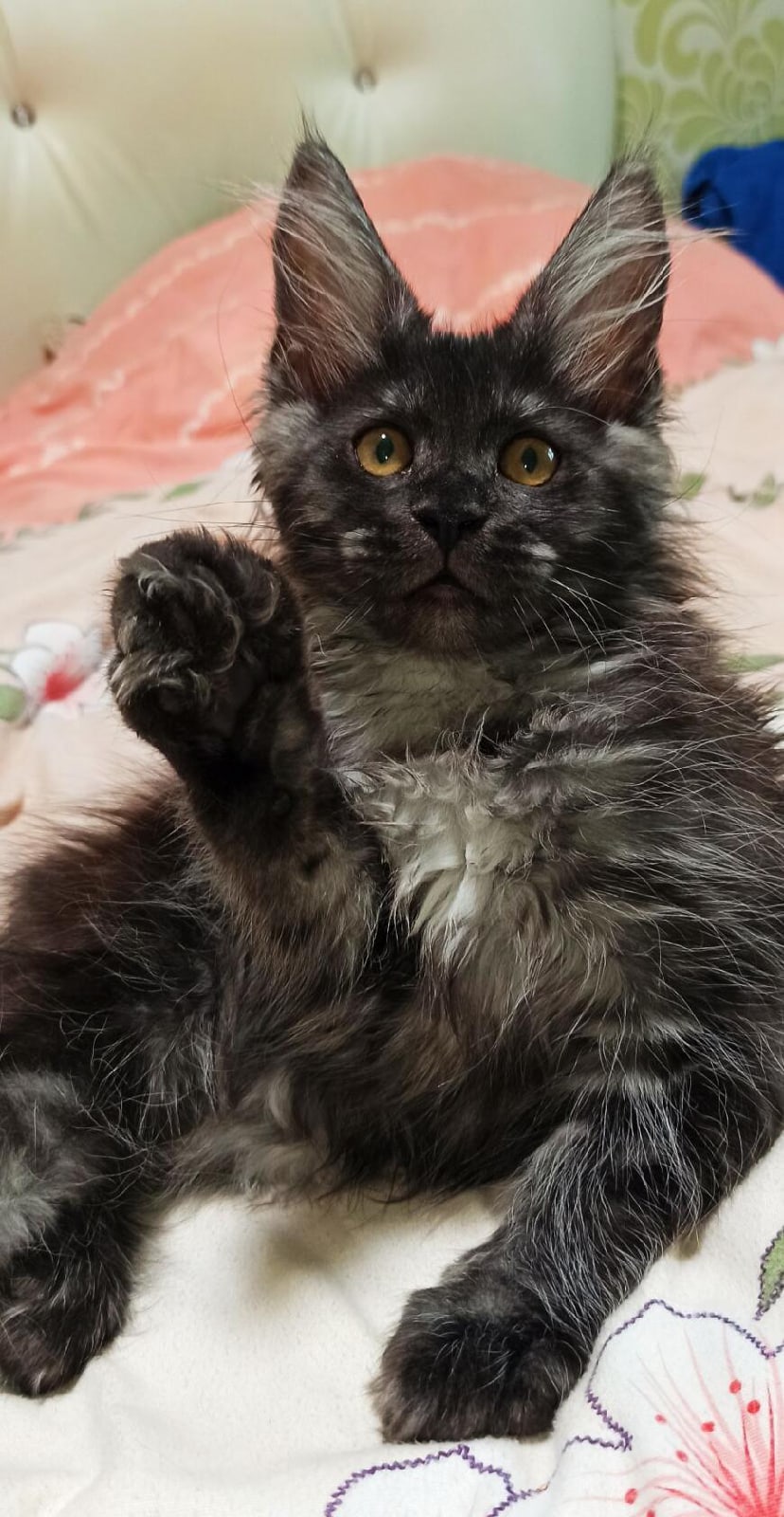 Женева - Имена для девочек - Клички для котов и кошек