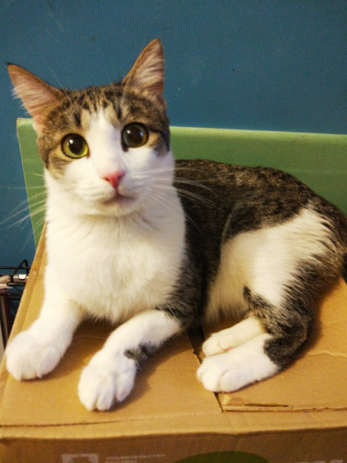 Алекс - Имена для мальчиков - Клички для котов и кошек