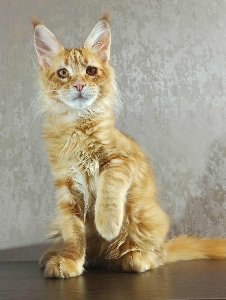 Деля - Имена для девочек - Клички для котов и кошек