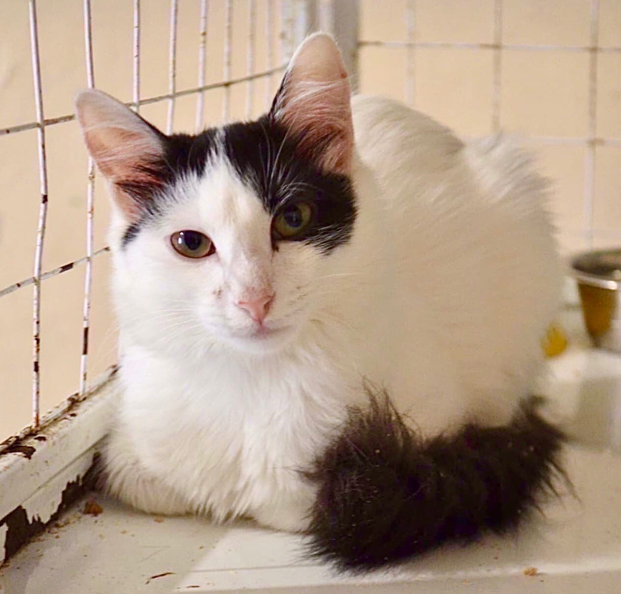 Элла - Имена для девочек - Клички для котов и кошек