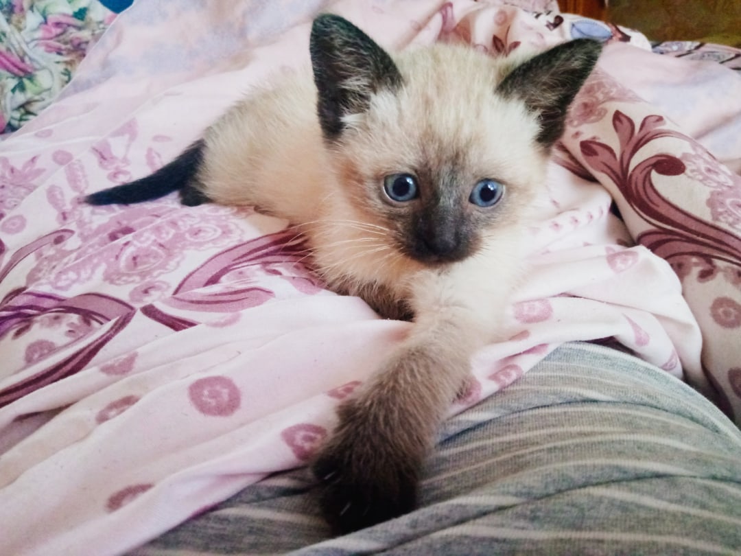 Бусинка - Имена для девочек - Клички для котов и кошек