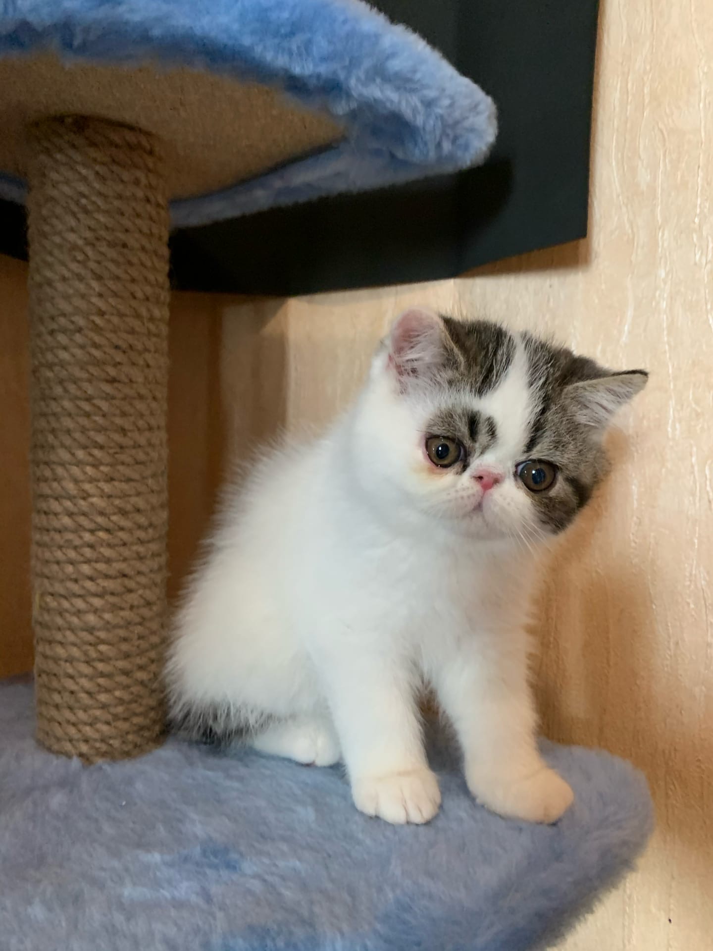 Снежок - Имена для мальчиков - Клички для котов и кошек