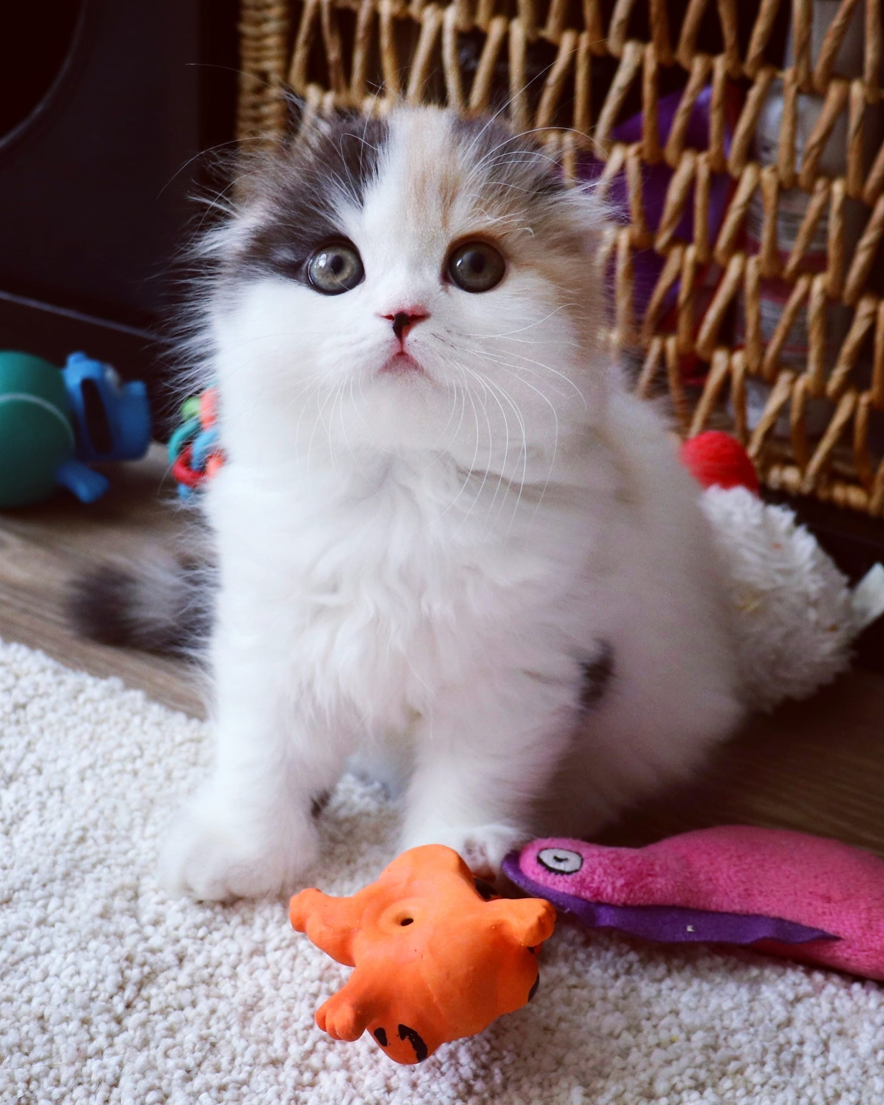 Лёля - Имена для девочек - Клички для котов и кошек