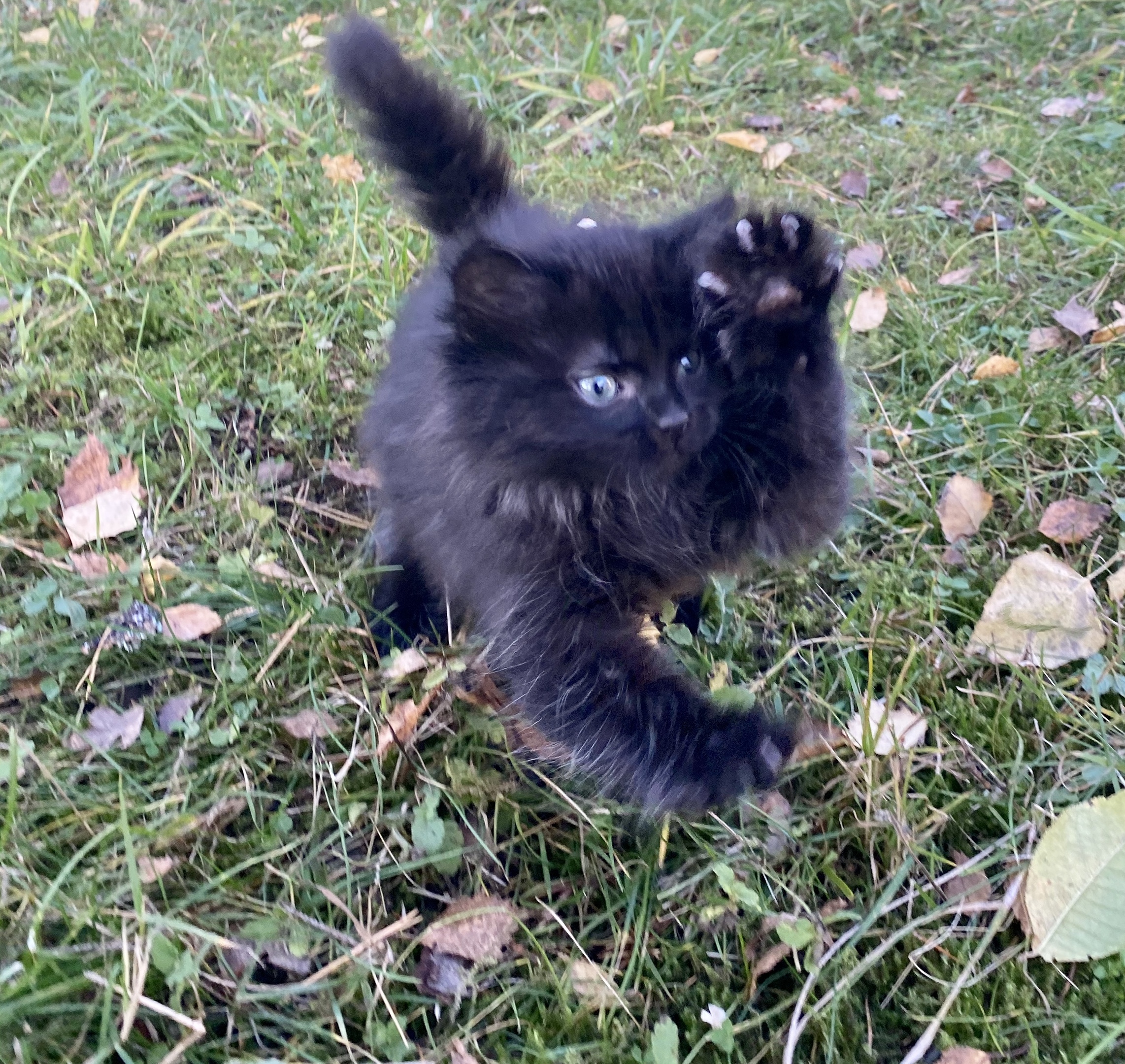 Блэкки - Имена для мальчиков - Клички для котов и кошек